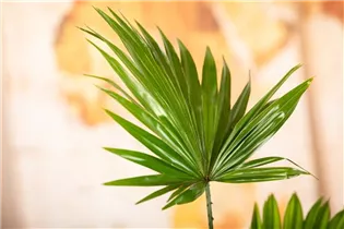 Livistona rotundifolia - Livistonie Livistona rotundifolia - Livistonie