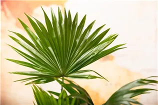 Livistona rotundifolia - Livistonie Livistona rotundifolia - Livistonie