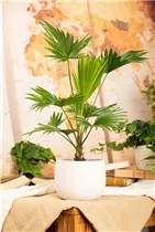 Livistona rotundifolia - Livistonie Livistona rotundifolia - Livistonie