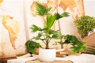 Livistona rotundifolia - Livistonie Livistona rotundifolia - Livistonie