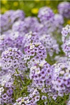 Lobularia maritima 'Lavender Stream™' - Duftsteinrich Lavender Stream™