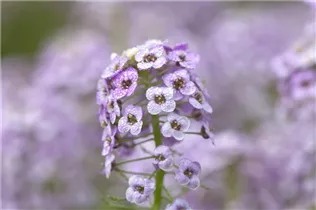 Lobularia maritima 'Lavender Stream™' - Duftsteinrich Lavender Stream™