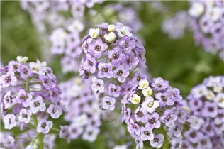 Lobularia maritima 'Lavender Stream™' - Duftsteinrich Lavender Stream™