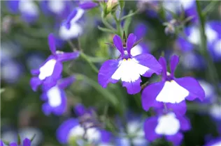 Lobelia erinus Anabel® - Lobelie Anabel®