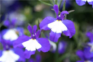 Lobelia erinus Anabel® - Lobelie Anabel®