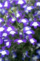 Lobelia erinus Anabel® - Lobelie Anabel®