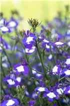 Lobelia erinus Anabel® - Lobelie Anabel®