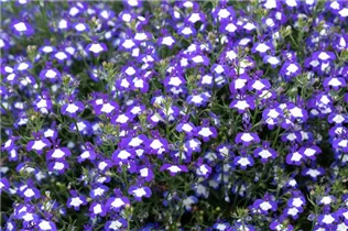 Lobelia erinus Anabel® - Lobelie Anabel®