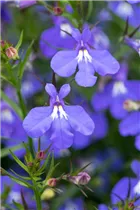 Lobelia erinus Anabel® - Lobelie Anabel®
