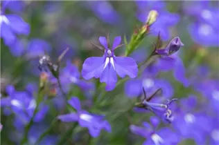 Lobelia erinus Anabel® - Lobelie Anabel®