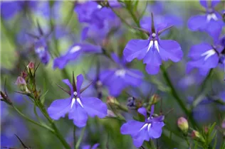 Lobelia erinus Anabel® - Lobelie Anabel®