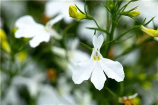 Lobelia erinus Anabel® - Lobelie Anabel®