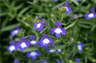 Lobelia erinus Anabel® - Lobelie Anabel®