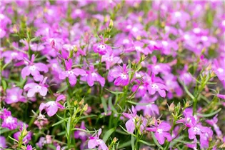 Lobelia erinus 'Bella Rosa' - Lobelie 'Bella Rosa'