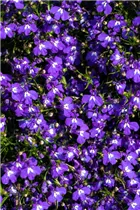 Lobelia erinus 'Bella' - Lobelie 'Bella'