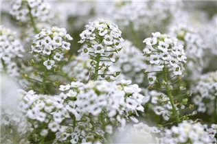 Lobularia maritima 'Silver Stream™' - Duftsteinrich 'Silver Stream™' Lobularia maritima 'Silver Stream™' - Duftsteinrich 'Silver Stream™'
