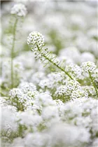 Lobularia maritima 'Silver Stream™' - Duftsteinrich 'Silver Stream™' Lobularia maritima 'Silver Stream™' - Duftsteinrich 'Silver Stream™'