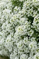 Lobularia maritima 'Silver Stream™' - Duftsteinrich 'Silver Stream™' Lobularia maritima 'Silver Stream™' - Duftsteinrich 'Silver Stream™'