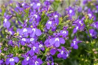 Lobelia erinus 'Bella Azzure' - Lobelie 'Bella Azzure'