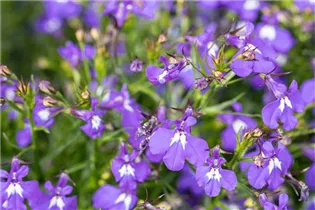 Lobelia erinus 'Bella Azzure' - Lobelie 'Bella Azzure'