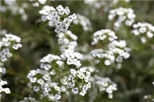 Lobularia maritima 'Snow Princess'(s) - Duftsteinrich 'Snow Princess'(s)