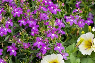 Lobelia erinus 'Bella Rosa' - Lobelie 'Bella Rosa'