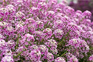 Lobularia maritima Stream™ - Lobularia maritima Stream™ Lobularia maritima Stream™ - Lobularia maritima Stream™