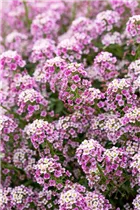 Lobularia maritima Stream™ - Lobularia maritima Stream™ Lobularia maritima Stream™ - Lobularia maritima Stream™