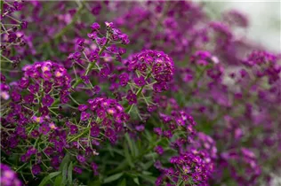 Lobularia maritima Stream™ - Lobularia maritima Stream™ Lobularia maritima Stream™ - Lobularia maritima Stream™