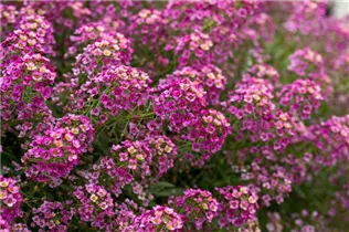 Lobularia maritima Stream™ - Lobularia maritima Stream™ Lobularia maritima Stream™ - Lobularia maritima Stream™