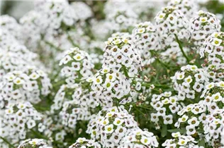 Lobularia maritima Stream™ - Lobularia maritima Stream™ Lobularia maritima Stream™ - Lobularia maritima Stream™