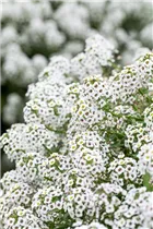 Lobularia maritima Stream™ - Lobularia maritima Stream™ Lobularia maritima Stream™ - Lobularia maritima Stream™