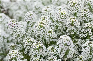 Lobularia maritima Stream™ - Lobularia maritima Stream™ Lobularia maritima Stream™ - Lobularia maritima Stream™