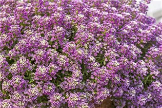 Lobularia maritima 'Yolo' - Duftsteinrich 'Yolo' Lobularia maritima 'Yolo' - Duftsteinrich 'Yolo'