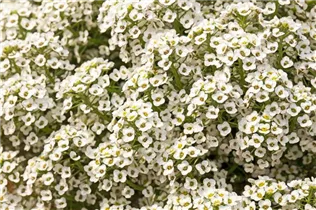 Lobularia maritima 'Yolo' - Duftsteinrich 'Yolo' Lobularia maritima 'Yolo' - Duftsteinrich 'Yolo'