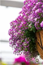 Lobularia maritima 'Yolo' - Duftsteinrich 'Yolo' Lobularia maritima 'Yolo' - Duftsteinrich 'Yolo'