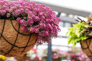 Lobularia maritima 'Yolo' - Duftsteinrich 'Yolo' Lobularia maritima 'Yolo' - Duftsteinrich 'Yolo'