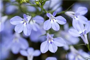 Lobelia erinus 'Curaçao® Blue' - Lobelie 'Curaçao® Blue'