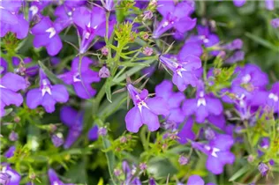 Lobelia erinus 'Curaçao® Blue' - Lobelie 'Curaçao® Blue'