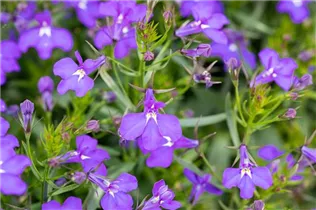 Lobelia erinus 'Curaçao® Blue' - Lobelie 'Curaçao® Blue'