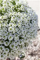 Lobularia maritima 'Yukon White' - Duftsteinrich 'Yukon White' Lobularia maritima 'Yukon White' - Duftsteinrich 'Yukon White'