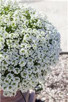 Lobularia maritima 'Yukon White' - Duftsteinrich 'Yukon White' Lobularia maritima 'Yukon White' - Duftsteinrich 'Yukon White'