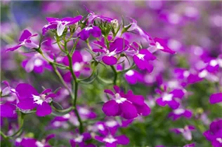 Lobelia erinus 'Curaçao® Electric Purple' - Lobelie 'Curaçao® Electric Purple'