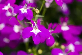 Lobelia erinus 'Curaçao® Electric Purple' - Lobelie 'Curaçao® Electric Purple'