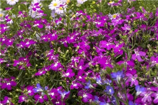 Lobelia erinus 'Curaçao® Electric Purple' - Lobelie 'Curaçao® Electric Purple'