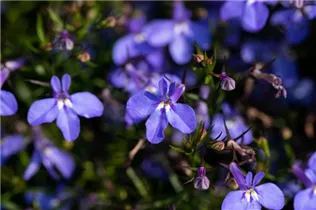 Lobelia erinus 'Glow Electric Blue' - Lobelie 'Glow Electric Blue' Lobelia erinus 'Glow Electric Blue' - Lobelie 'Glow Electric Blue'