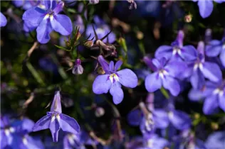 Lobelia erinus 'Glow Electric Blue' - Lobelie 'Glow Electric Blue' Lobelia erinus 'Glow Electric Blue' - Lobelie 'Glow Electric Blue'