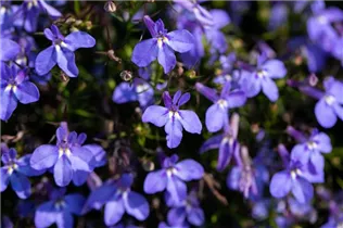 Lobelia erinus 'Glow Electric Blue' - Lobelie 'Glow Electric Blue' Lobelia erinus 'Glow Electric Blue' - Lobelie 'Glow Electric Blue'