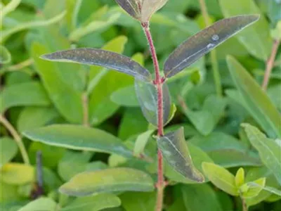 Lonicera caerulea var. kamtschatica 'Balalaika' - Blaue Heckenkirsche 'Balalaika' Lonicera caerulea var. kamtschatica 'Balalaika' - Blaue Heckenkirsche 'Balalaika'