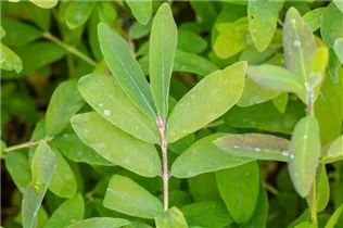 Lonicera caerulea var. kamtschatica 'Balalaika' - Blaue Heckenkirsche 'Balalaika' Lonicera caerulea var. kamtschatica 'Balalaika' - Blaue Heckenkirsche 'Balalaika'